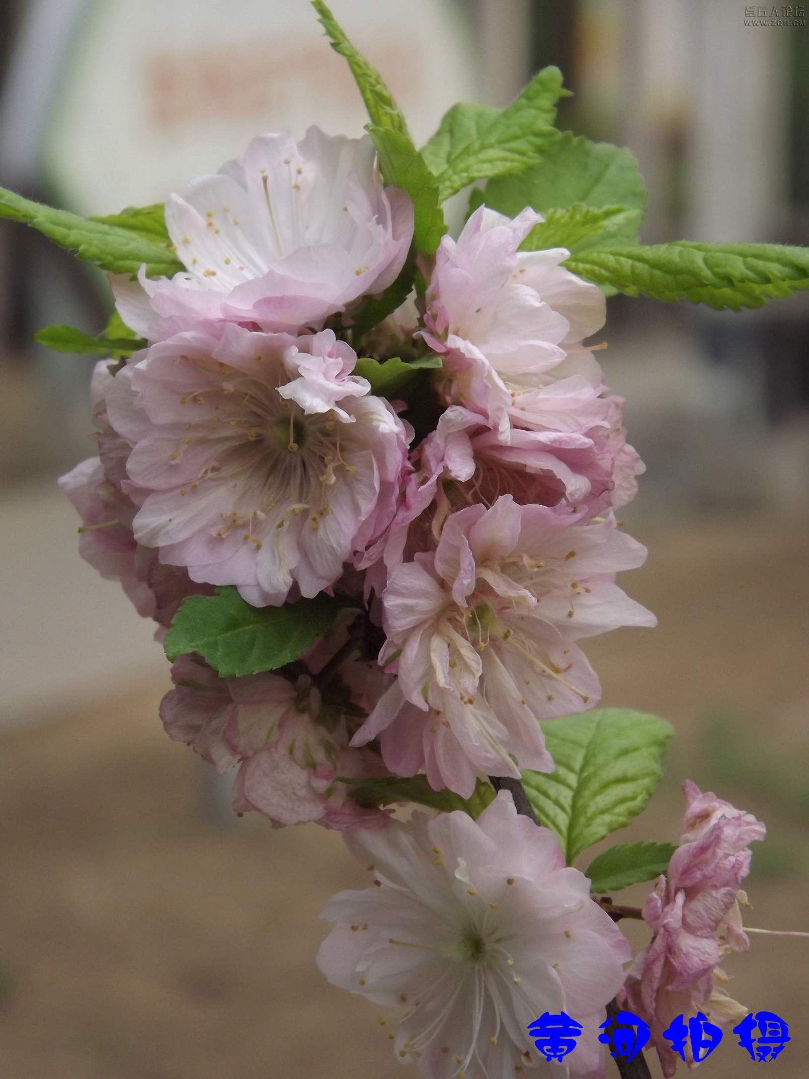 DSCF7841.JPG