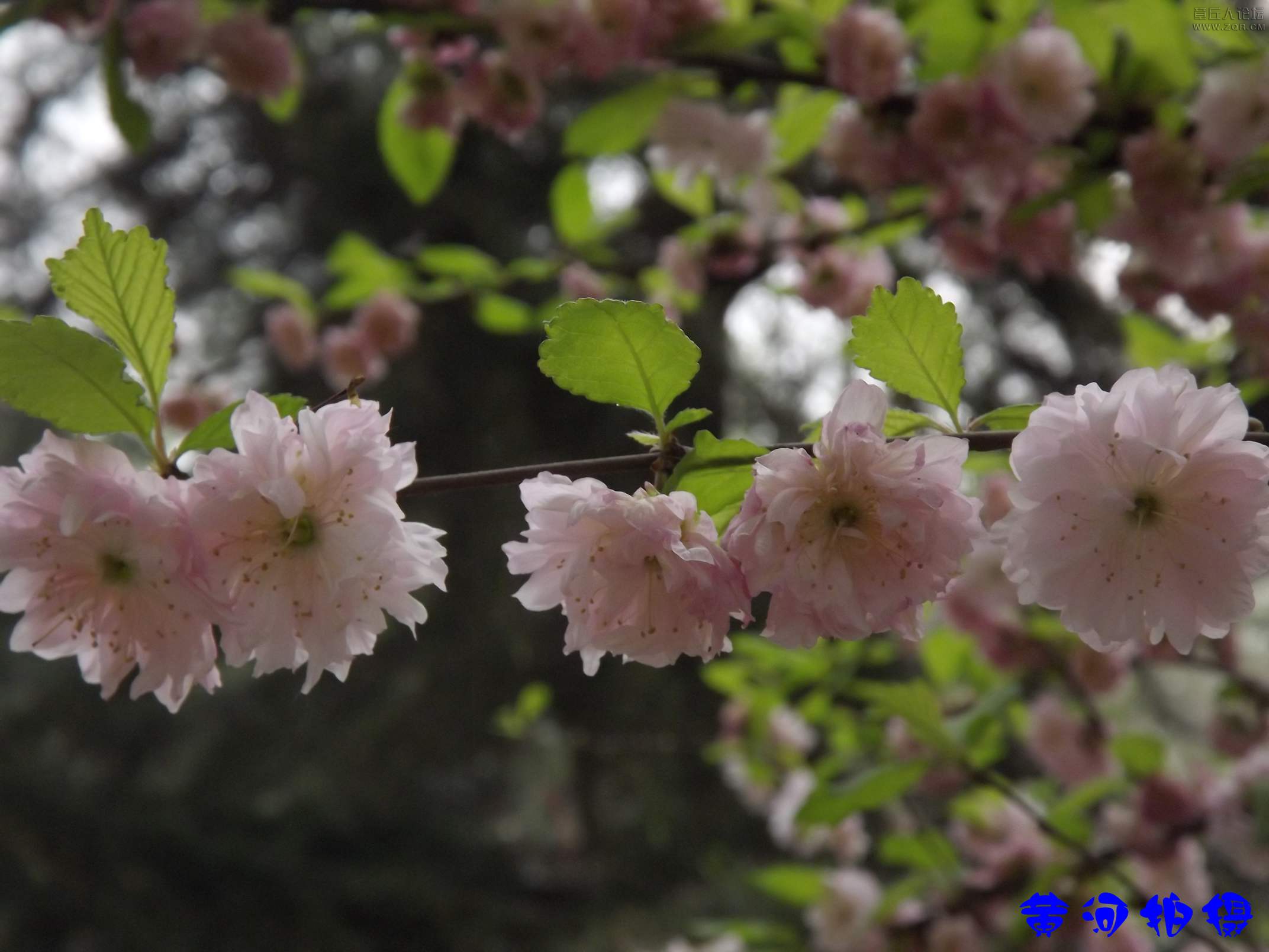 DSCF7842.JPG