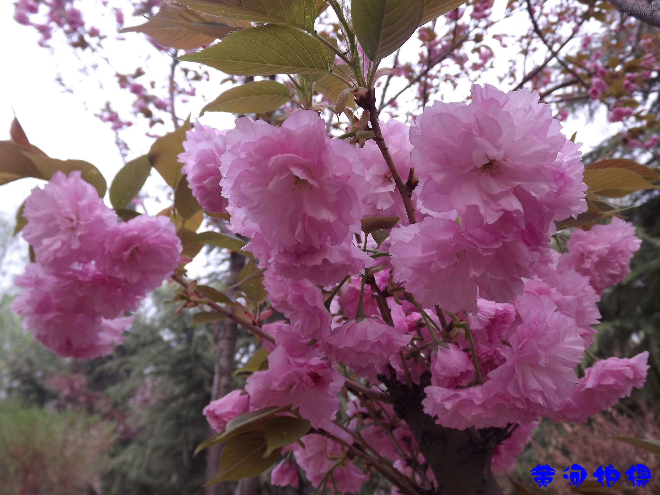DSCF7850.JPG