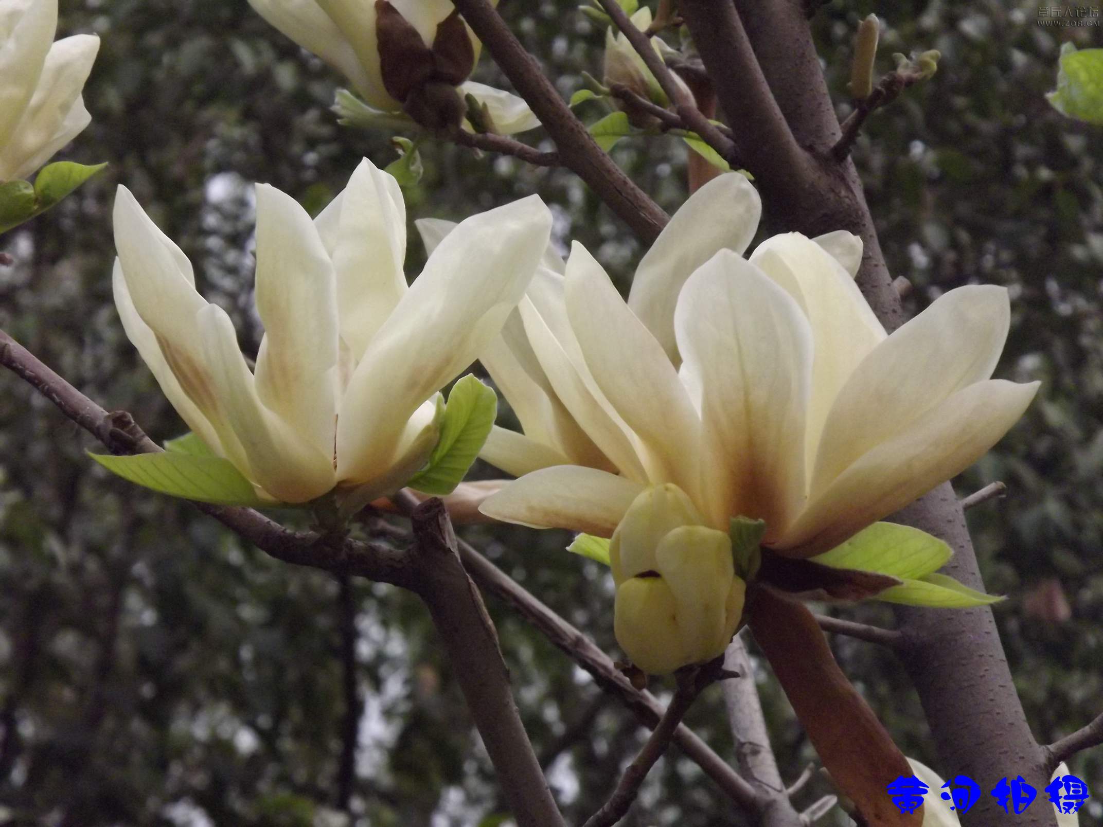 DSCF7853.JPG