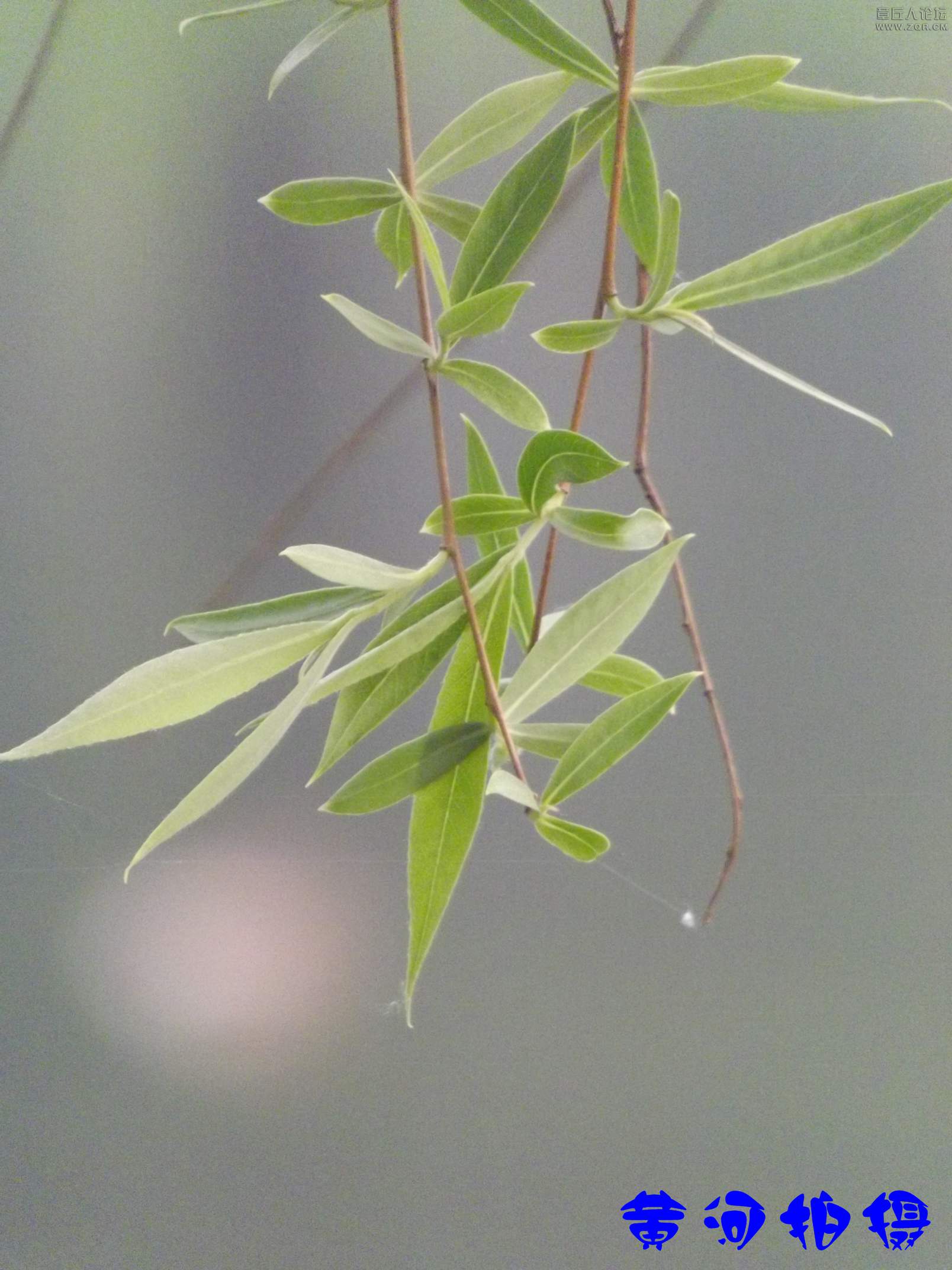 DSCF7866.JPG