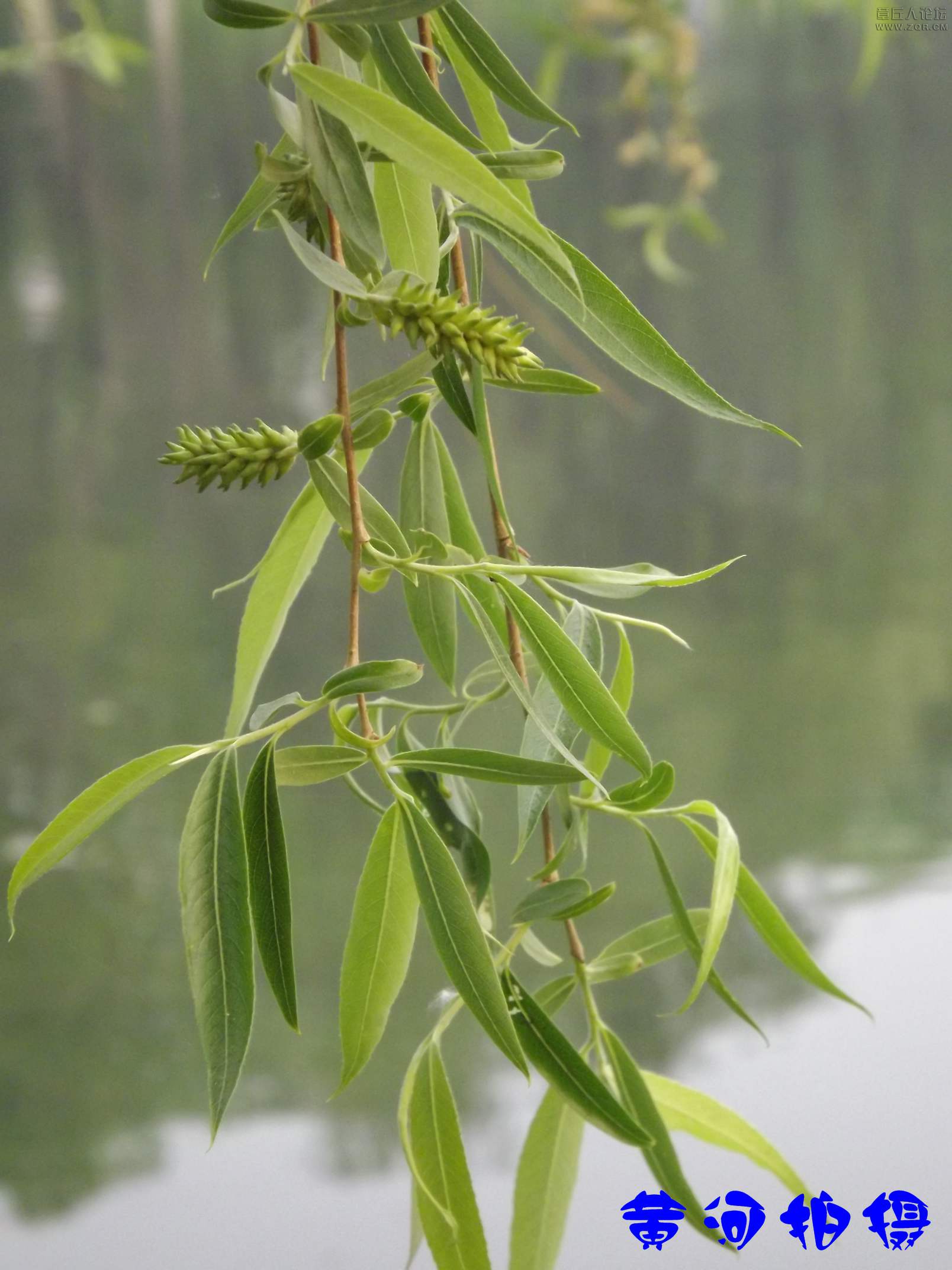 DSCF7867.JPG