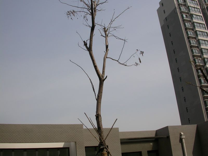死了