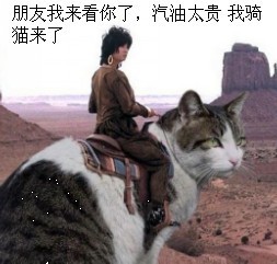 猫.jpg