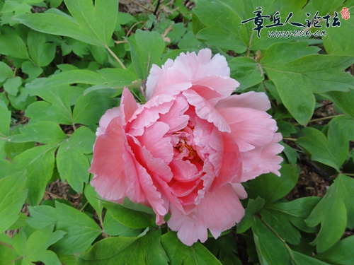 DSC03203.JPG