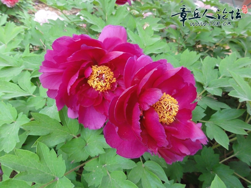 DSC03204.JPG