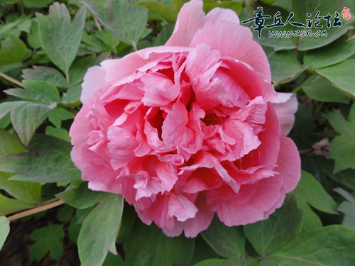 DSC03217.JPG
