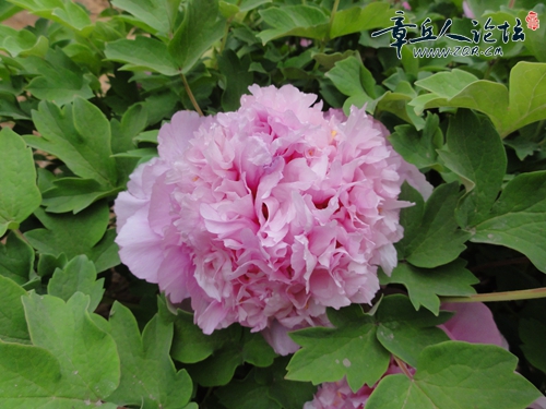 DSC03218.JPG