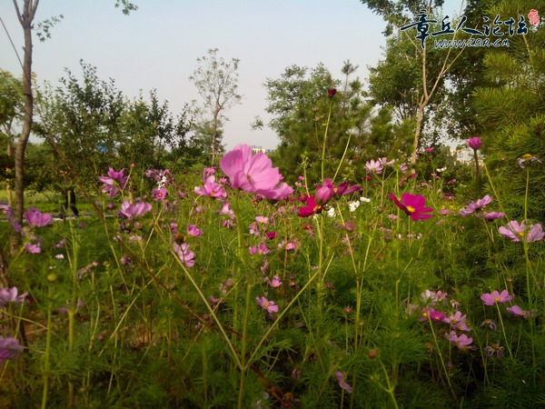 波斯菊.jpg