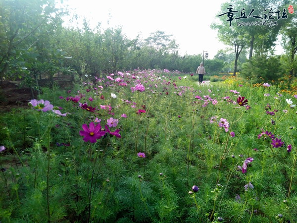 波斯菊2.jpg