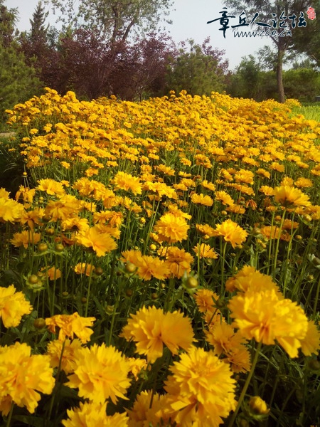 大花金鸡菊.jpg