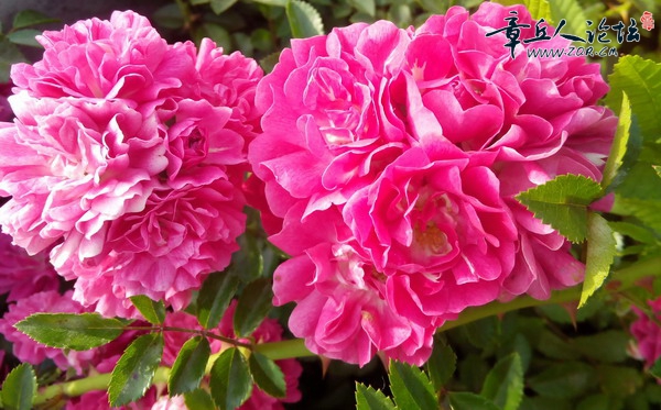 蔷薇花.jpg