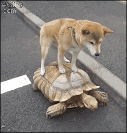 20140324122851317.gif
