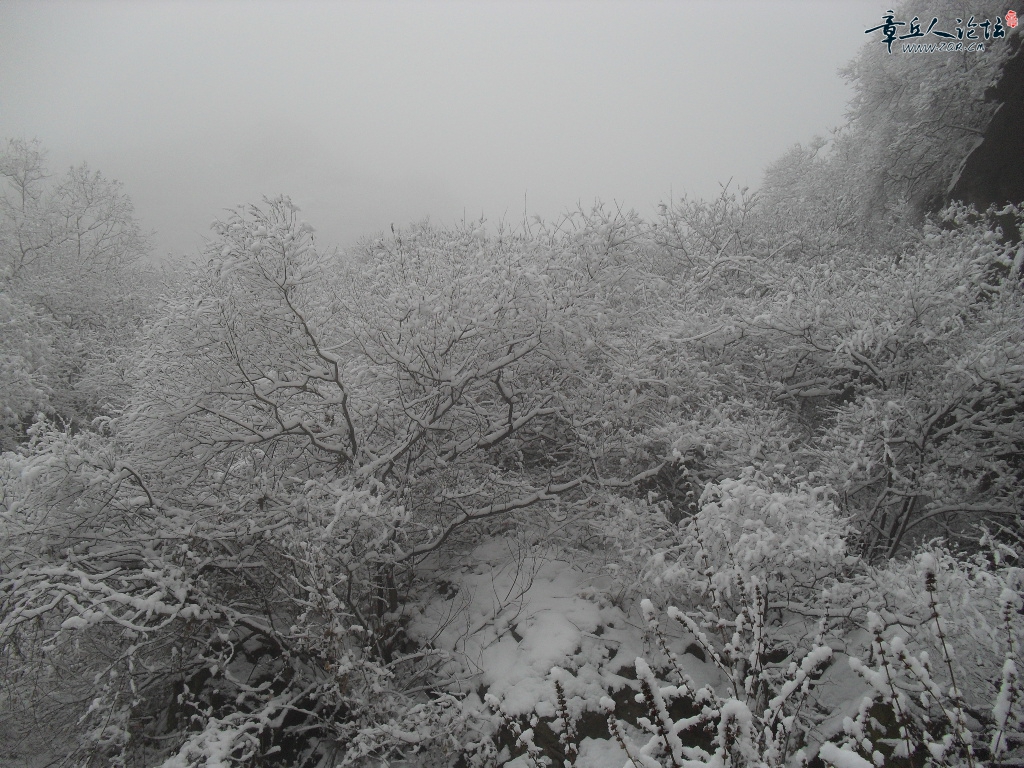 鹤伴山雪景 (45).JPG