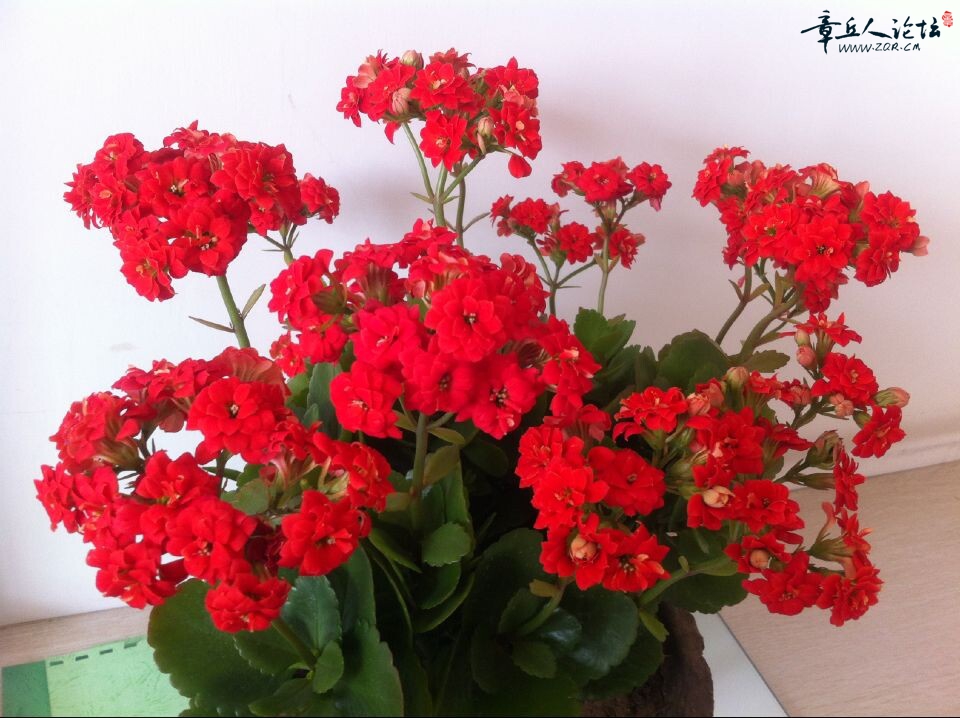 QQ图片20150127120333.jpg