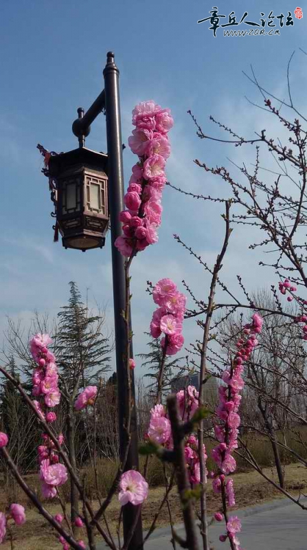旋转 20150325_145957.jpg