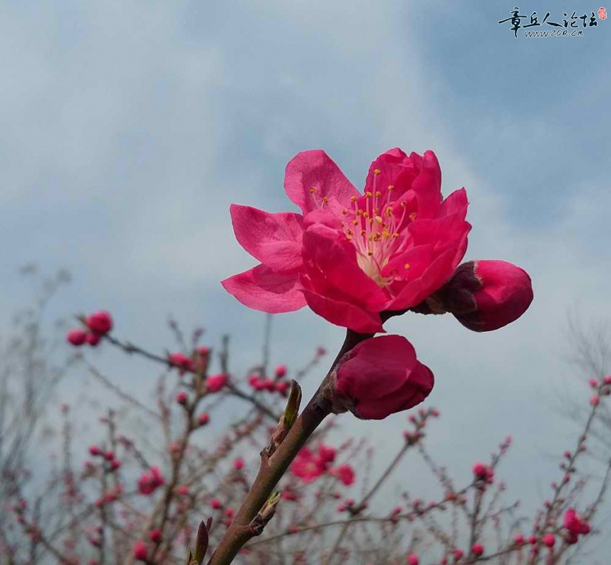 菊花碧桃