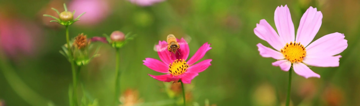 格桑花1