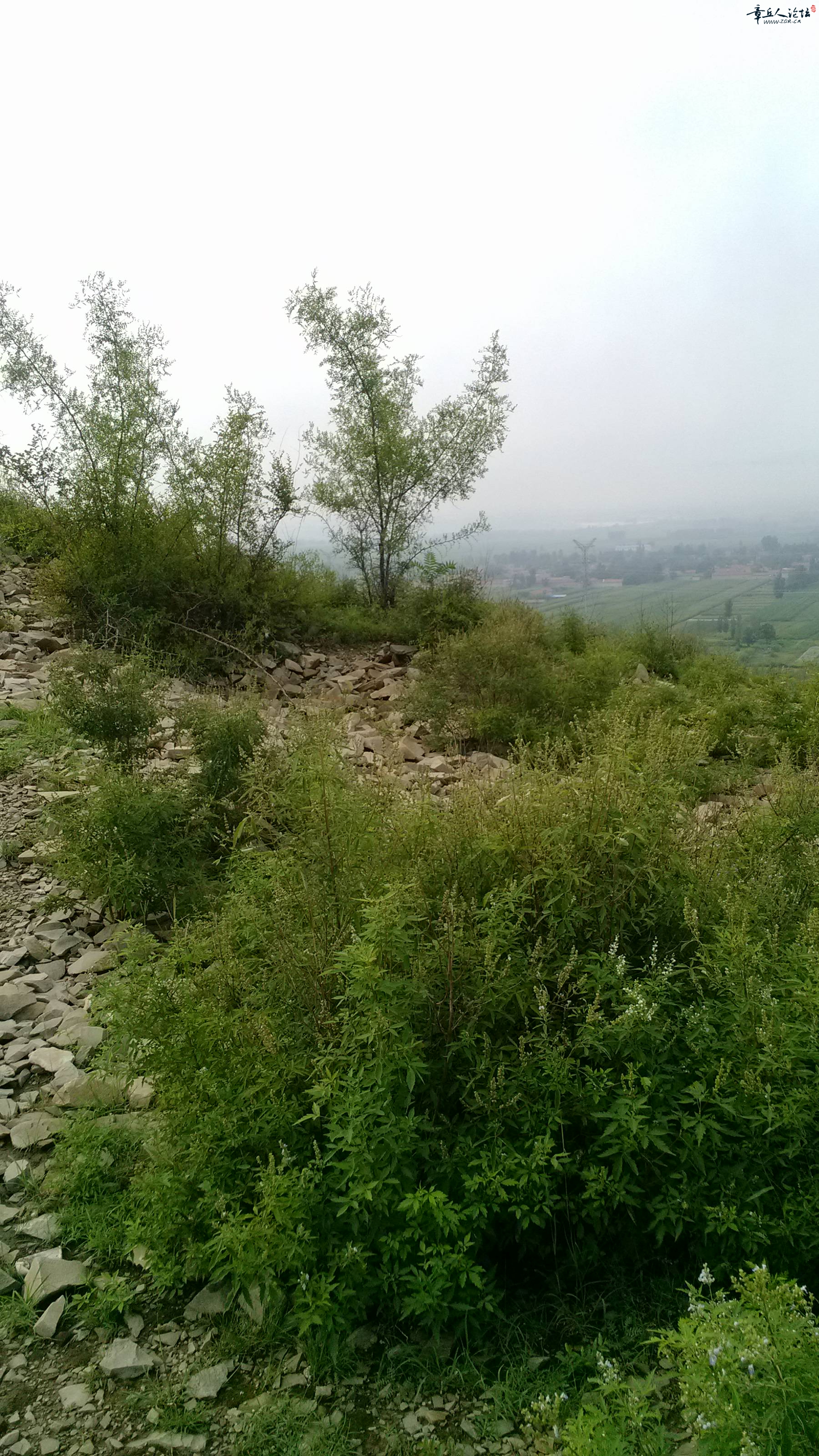 IMG_20150808_083952.jpg