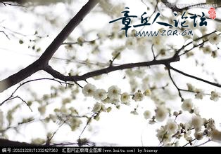 白梅花jpg.jpg