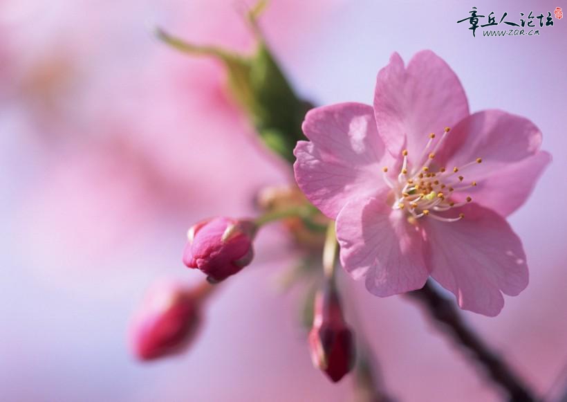 桃花jpg.jpg