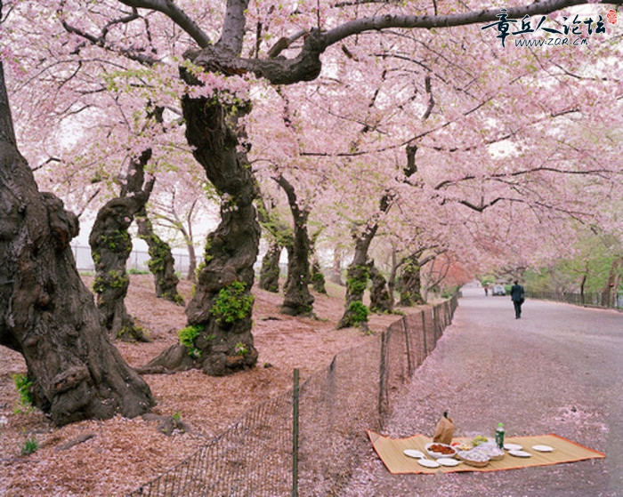 樱花.jpg