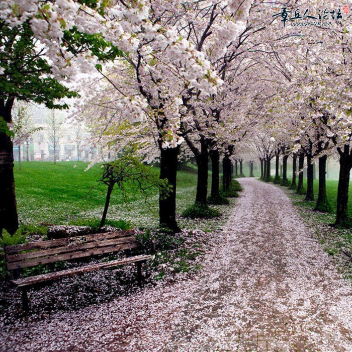花雨.png