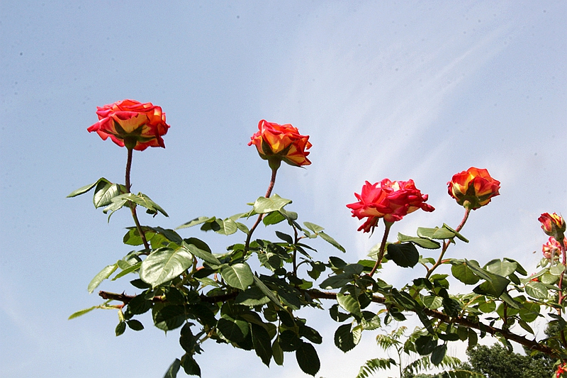 IMG_1802_副本_副本.jpg
