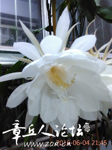 IMG_20160604_214506.jpg