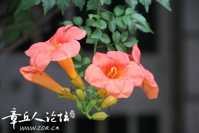 IMG_1636_副本.jpg