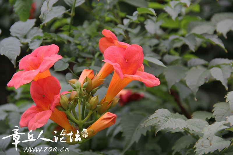 IMG_1641_副本.jpg