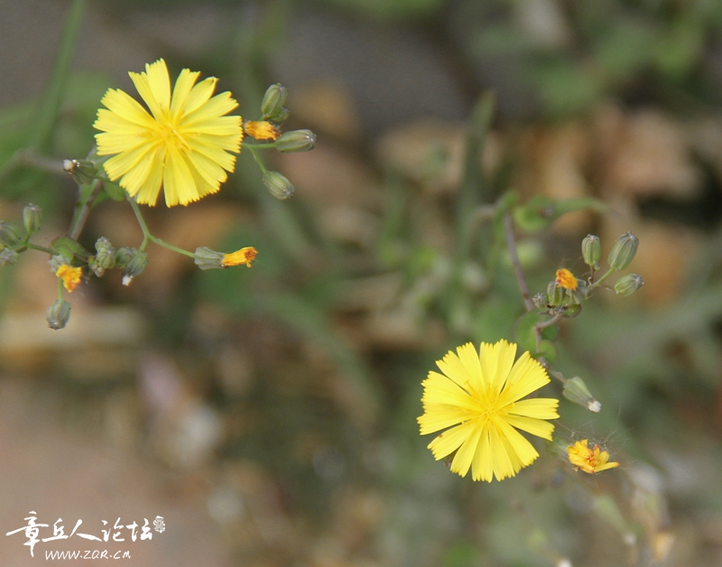 IMG_0085_副本.jpg