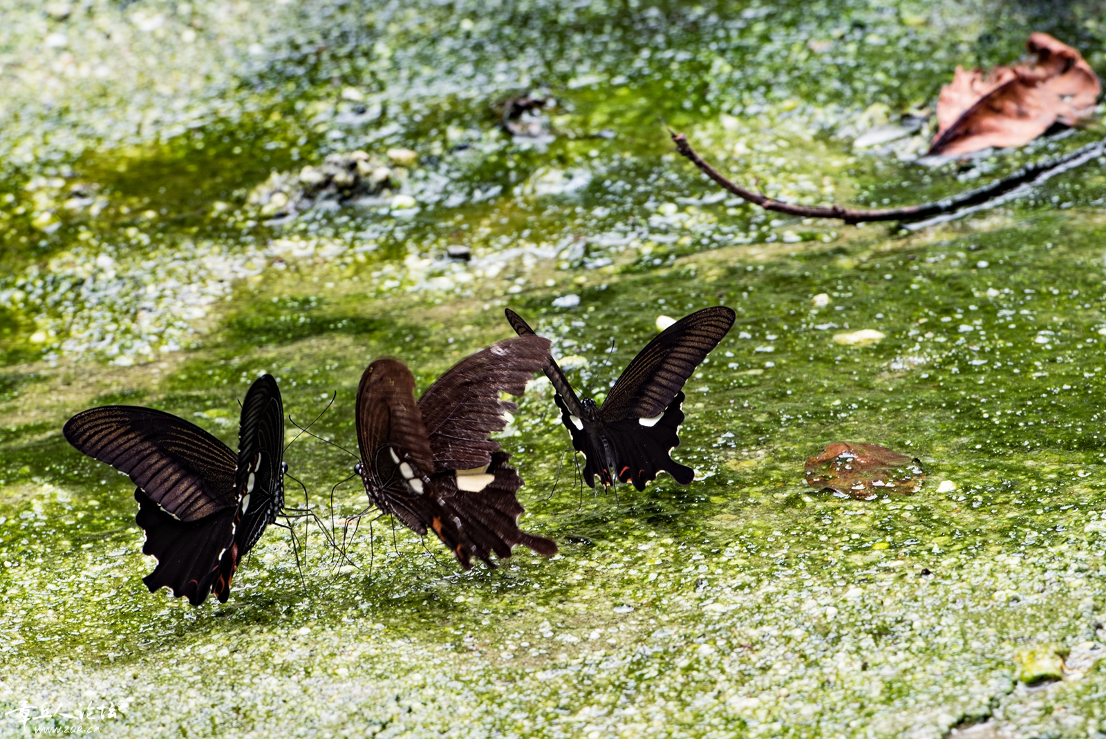 DSC_5831.jpg
