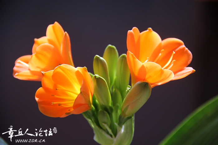 IMG_6003_副本.jpg