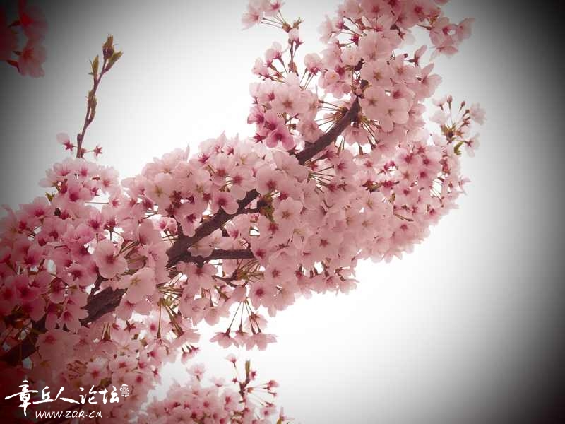 照片 008.jpg