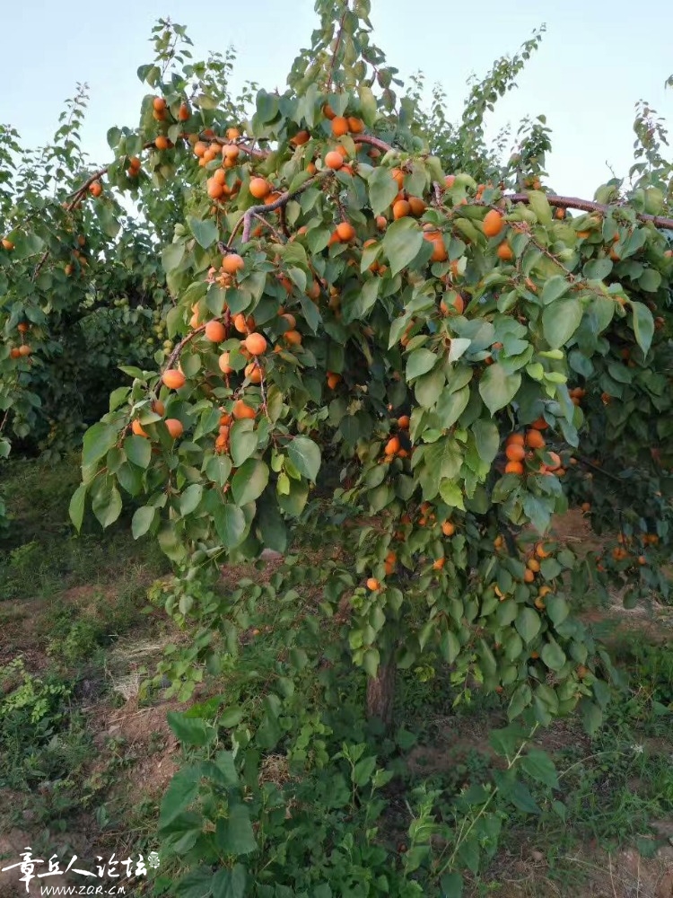 mmexport1495878027991.jpg