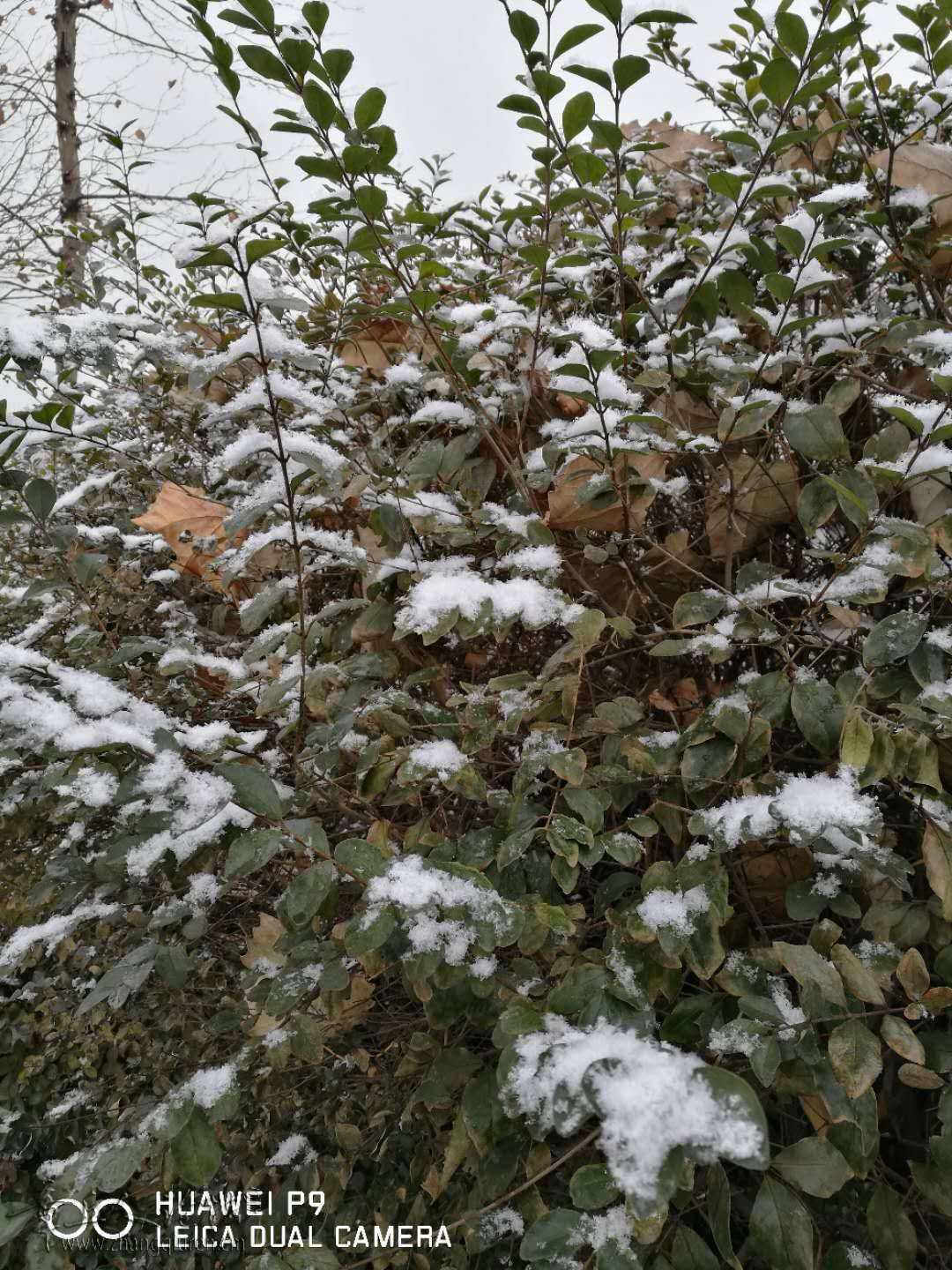 webwxgetmsgimg.jpg