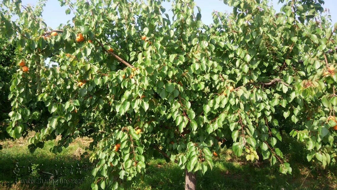 122142xibibka9zkfdfknc.jpg