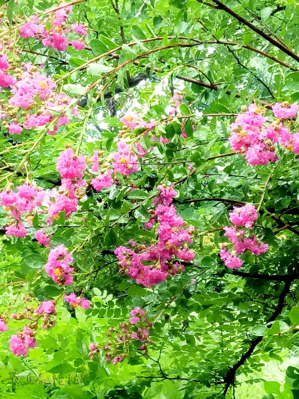 IMG20180814094142_mix01.jpg