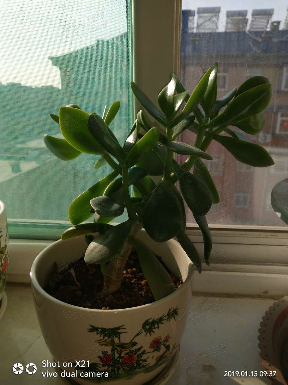 20190115_17420_1547516352755.jpg