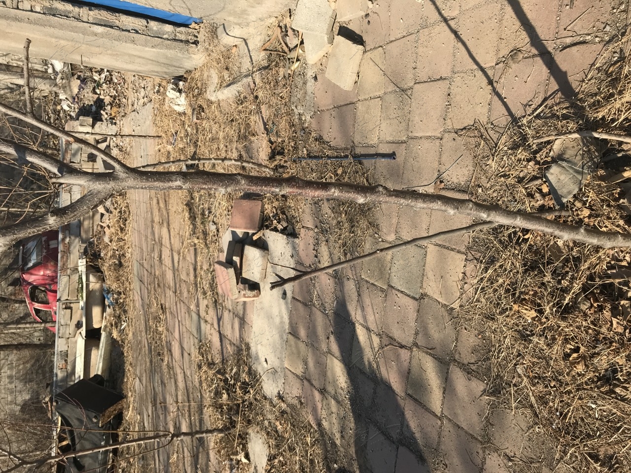 苹果树
