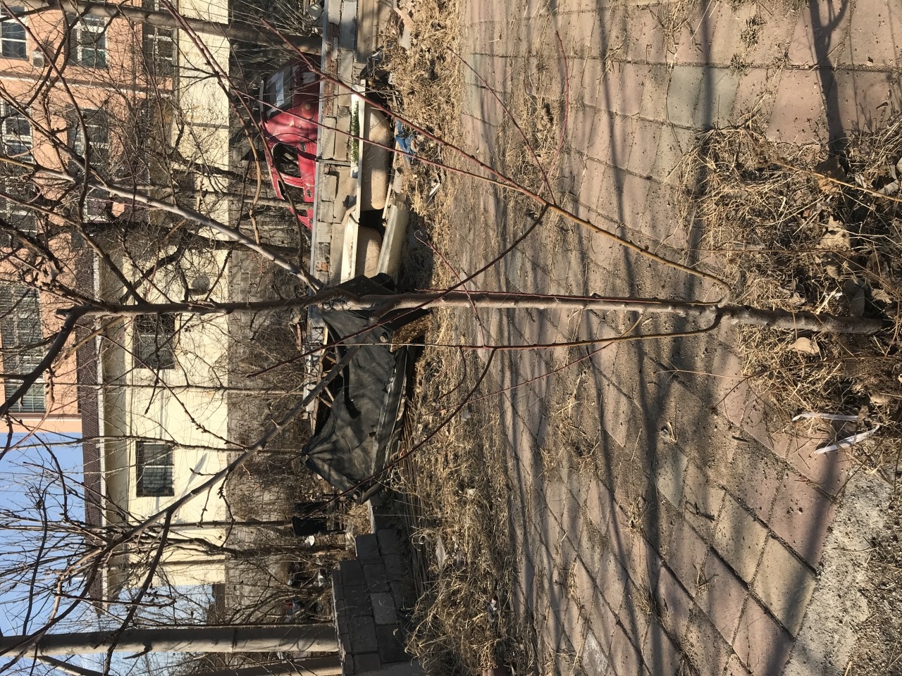 苹果树