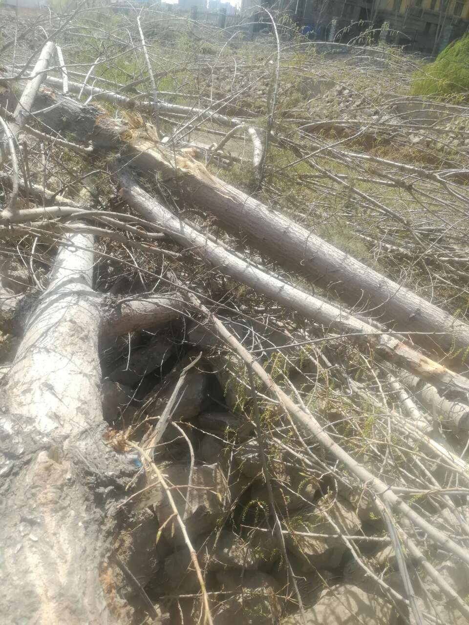 20190322_443850_1553236200348.jpg