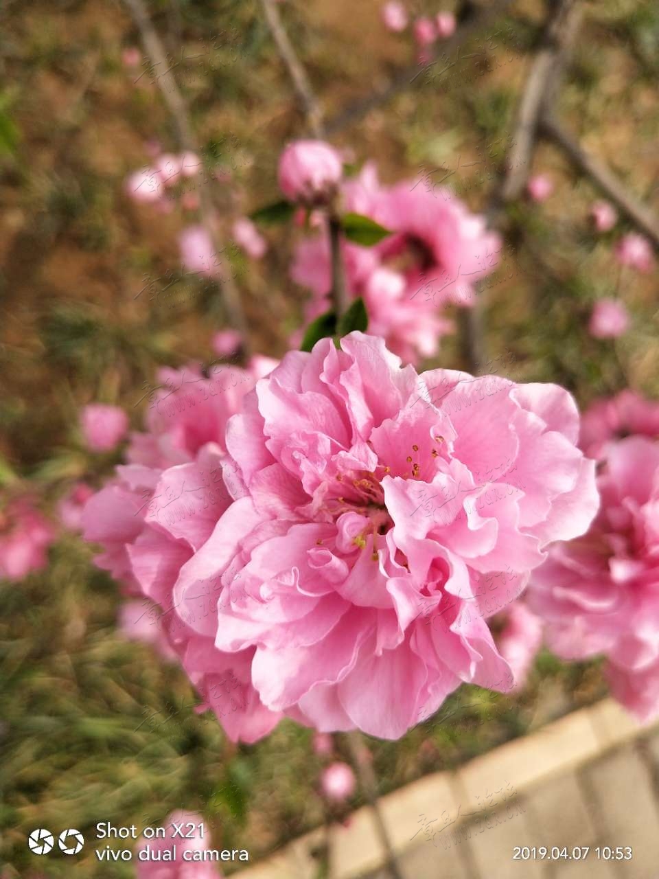 20190407_17420_1554619378054.jpg