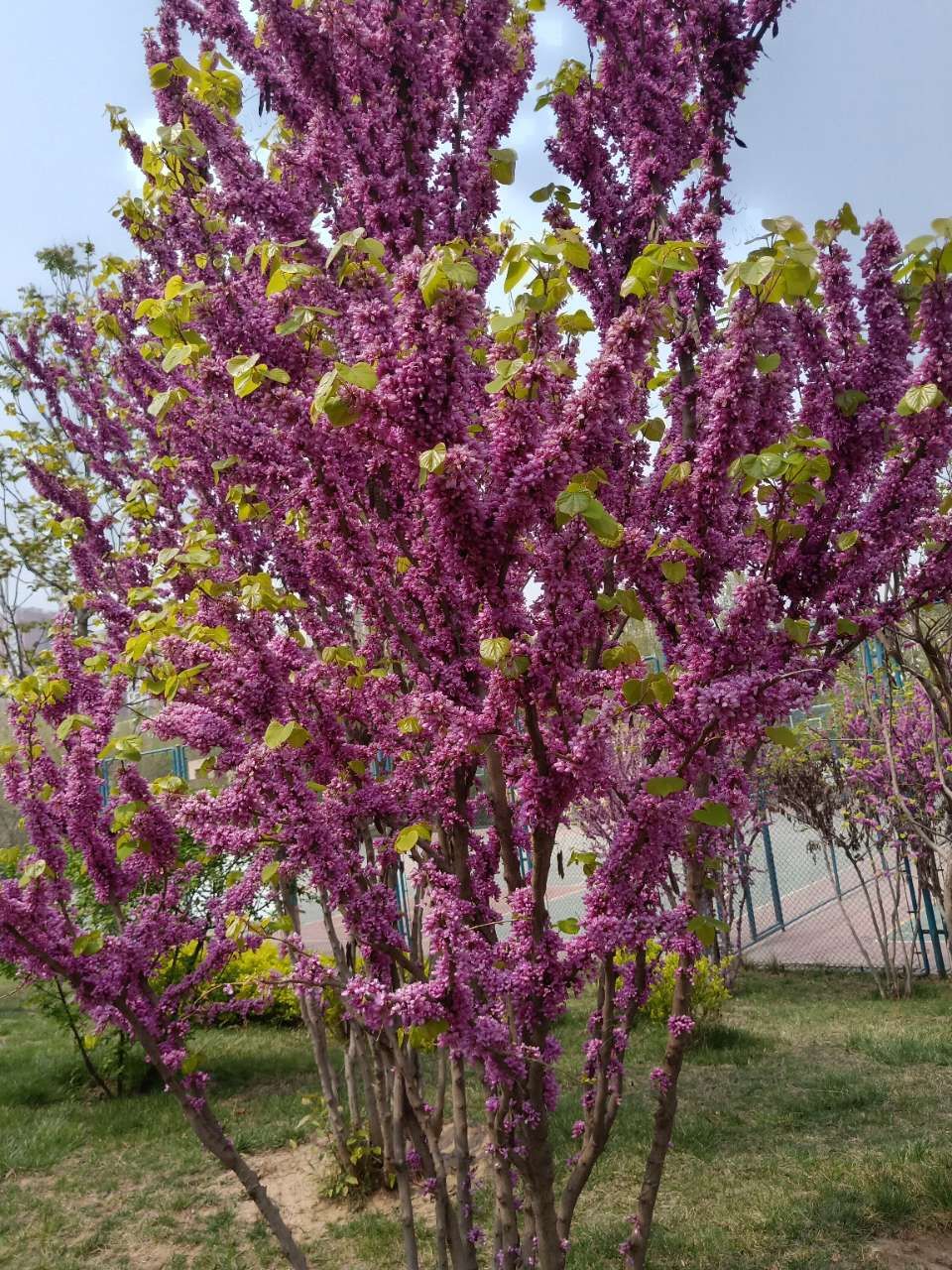 20190408_446632_1554695578535.jpg