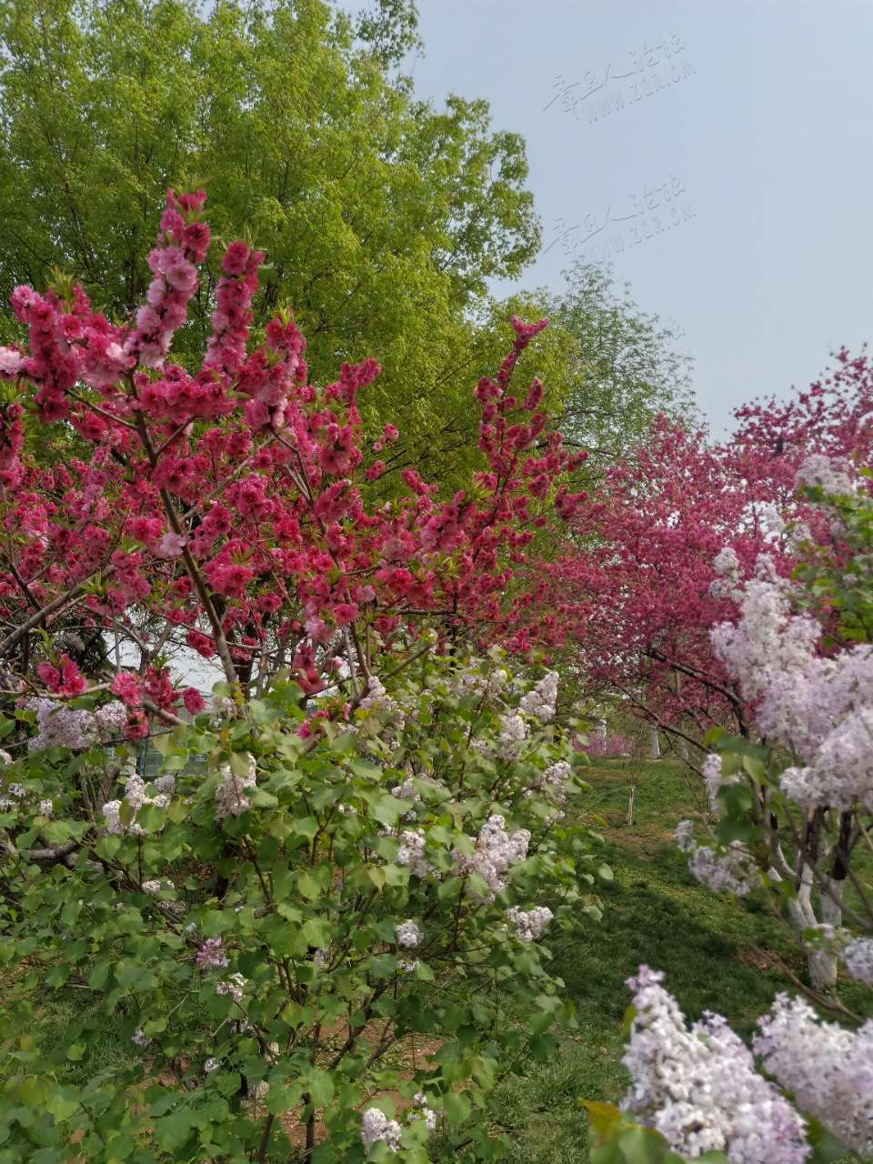 20190409_446632_1554789413730.jpg