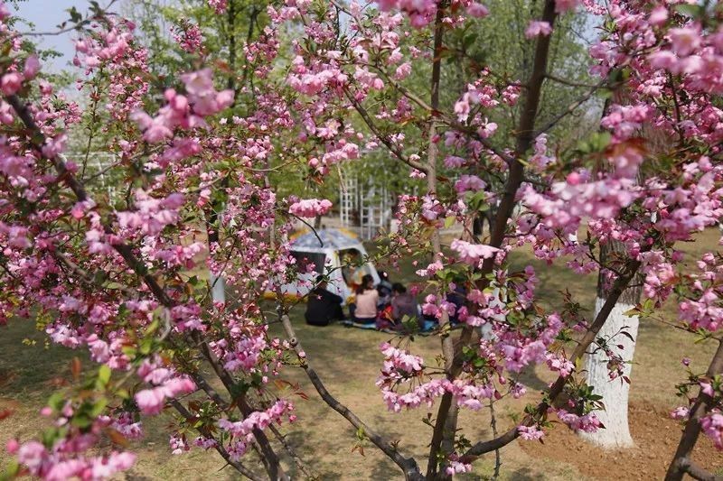 清明假期，22.8万人次来章丘“打卡”，看他们都去哪了-2.jpg