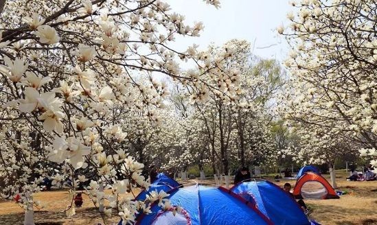 清明假期，22.8万人次来章丘“打卡”，看他们都去哪了-8.jpg