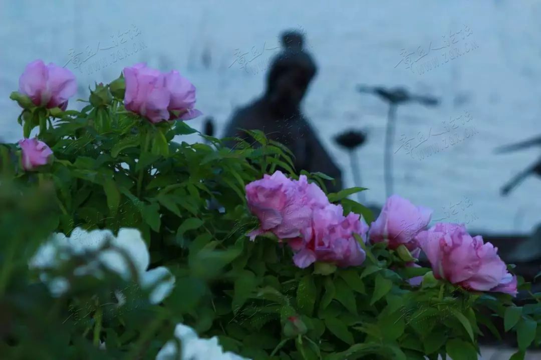 最是一年春好处 | 原来绣江河公园还可以这么拍-4.jpg