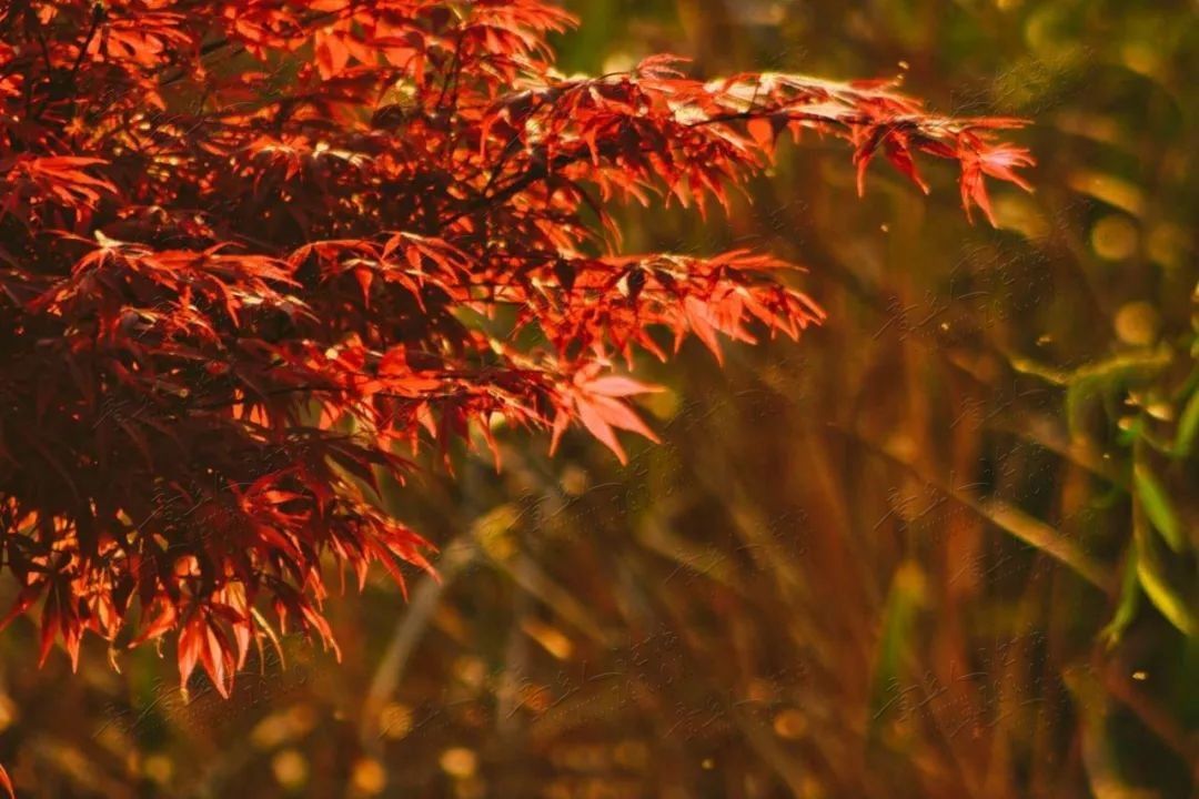 最是一年春好处 | 原来绣江河公园还可以这么拍-8.jpg